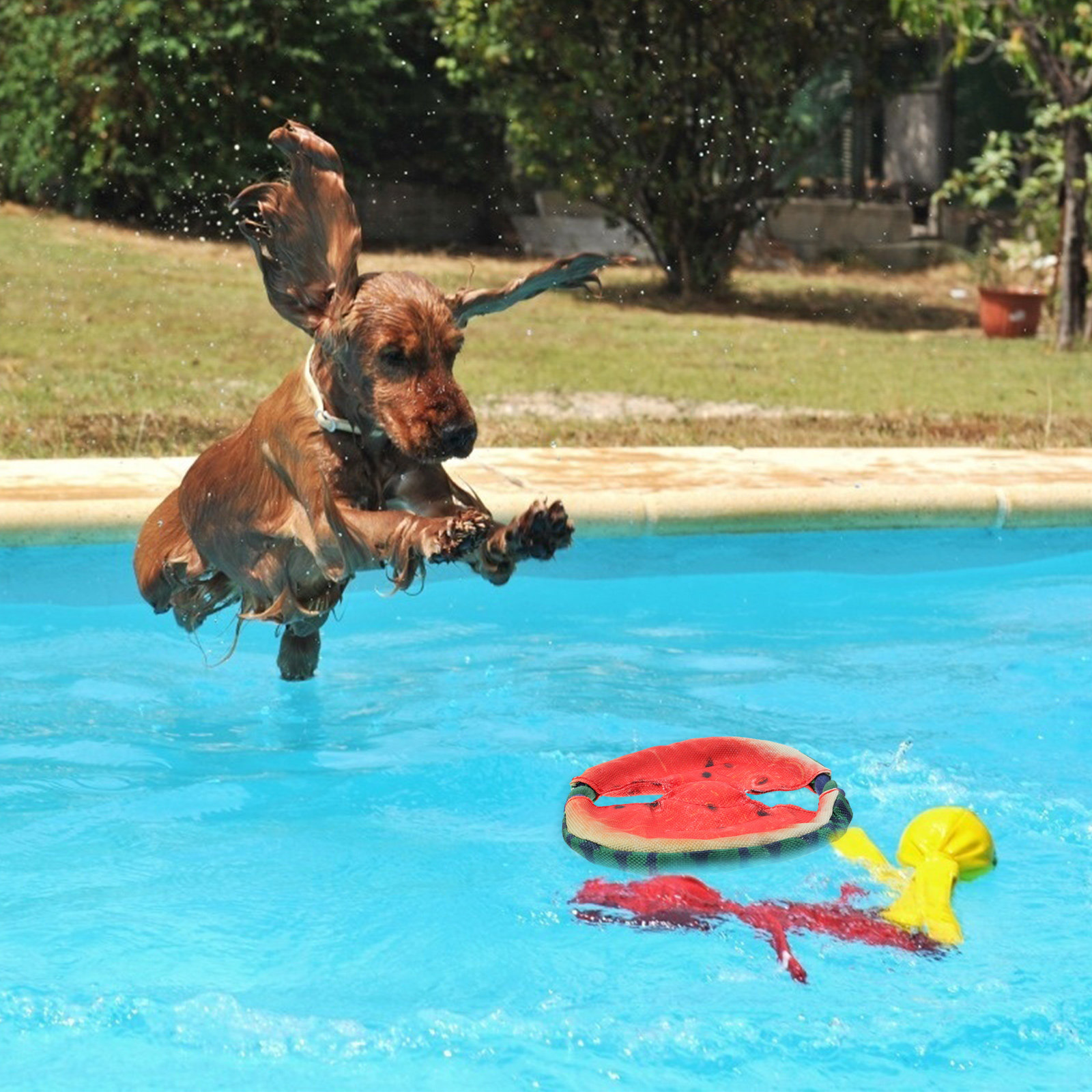 Disco Volante per Cani con Des - Flying Disc Dog Training Toy recensione e prezzo