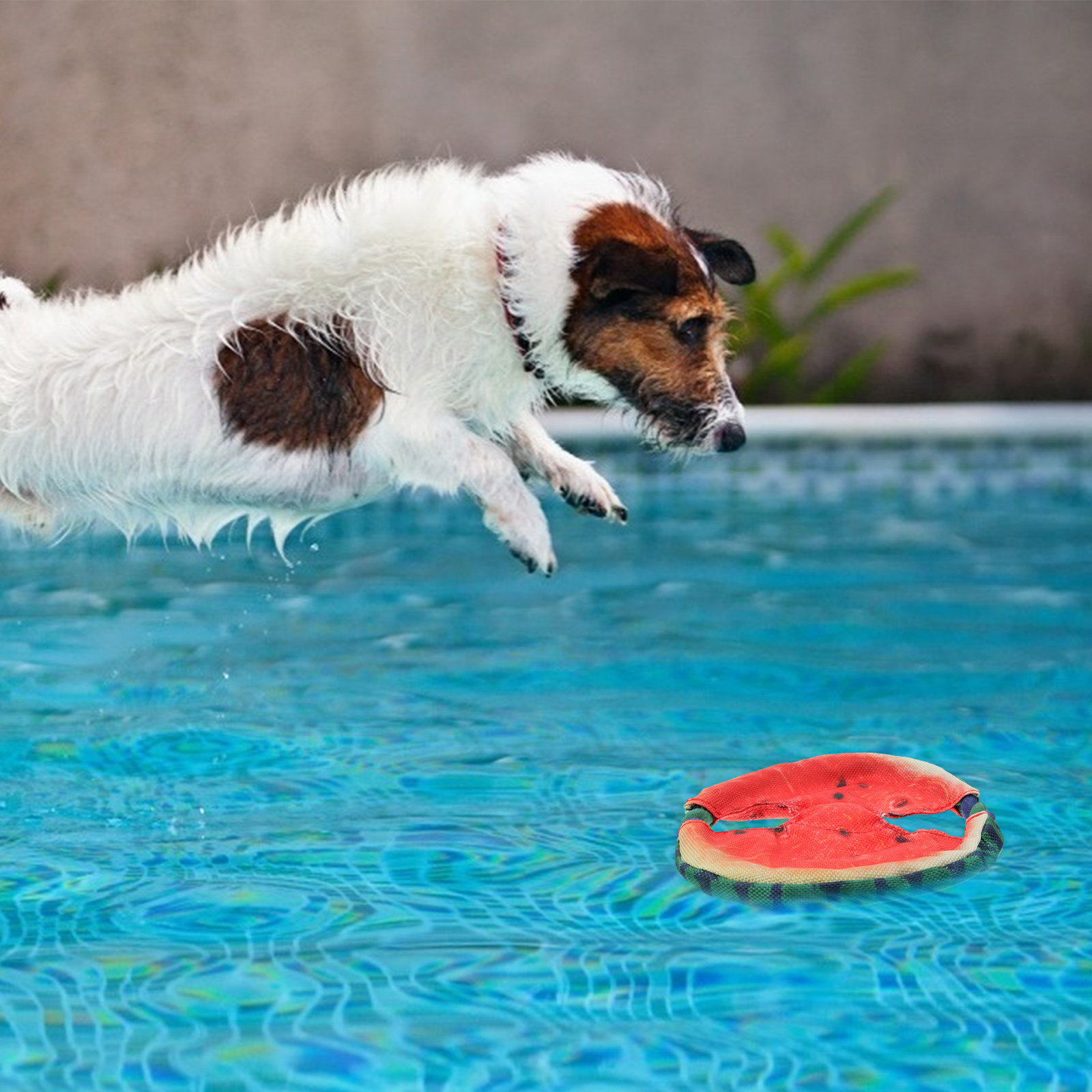 Disco Volante per Cani con Des - Flying Disc Dog Training Toy recensione e prezzo